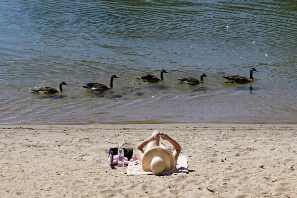 Утки проплывают мимо отдыхающего на пляже в Сакраменто, США. - Sputnik Азербайджан
