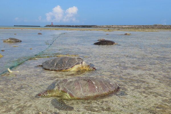 Зеленые морские черепахи, покалеченные рыболовными сетями, на японском острове Кумэдзима. - Sputnik Азербайджан