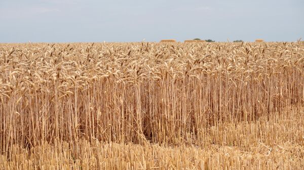 Урожай пшеницы, фото из архива - Sputnik Азербайджан