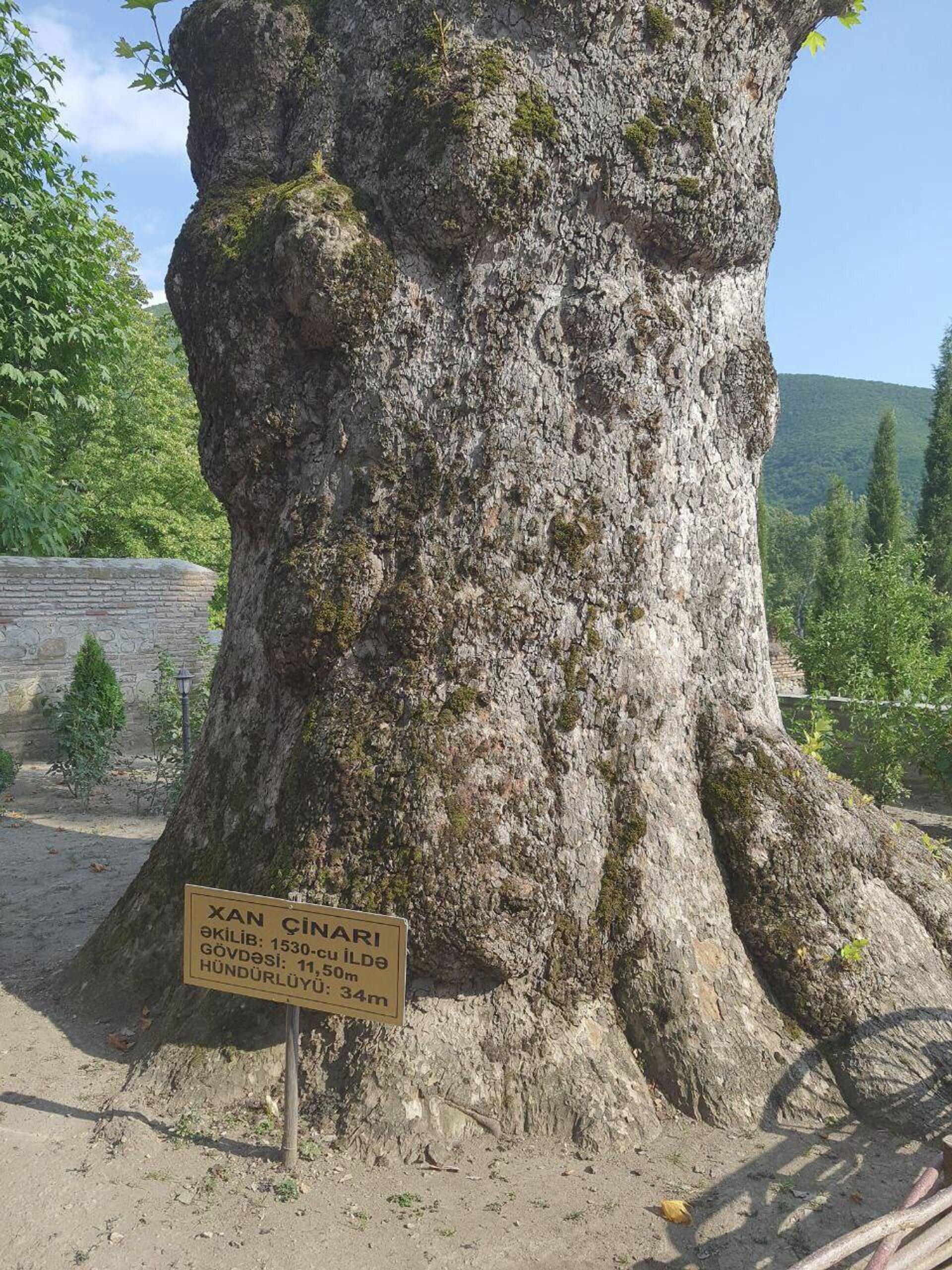 Дерево Ханский чинар - Sputnik Азербайджан, 1920, 12.08.2022