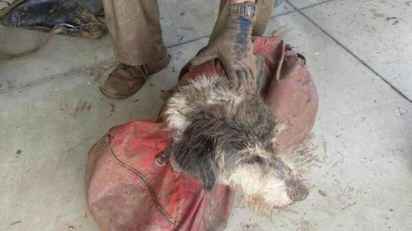 Пропавшая собака два месяца жила в пещере в Миссури - Sputnik Азербайджан