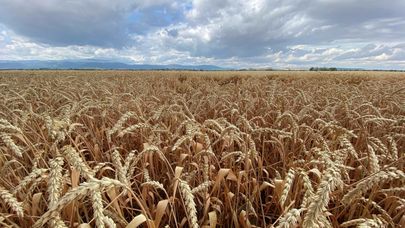 Урожай пшеницы, фото из архива