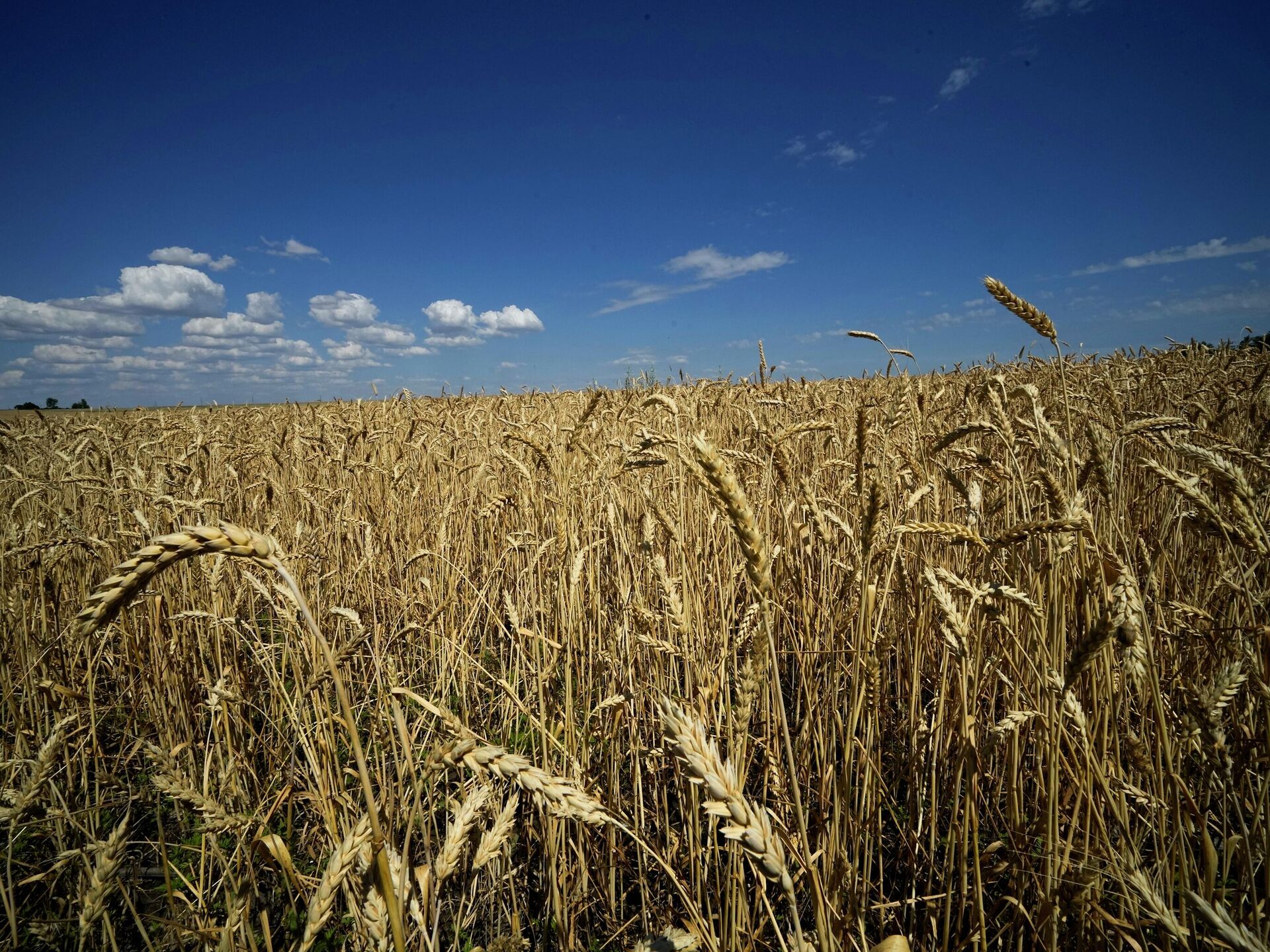 Почему зерно украины. Пшеничное поле. Пшеничное поле Украина. Украинское зерно. Украинское пшеничное поле.