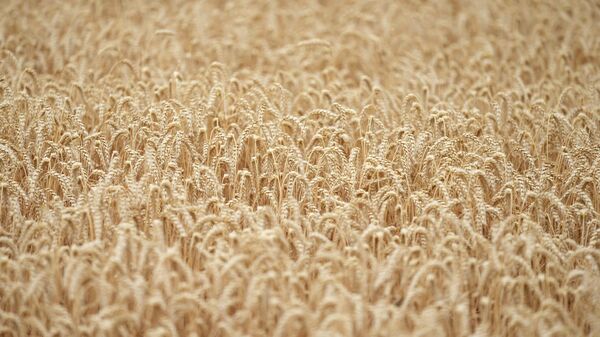 Урожай пшеницы, фото из архива - Sputnik Azərbaycan