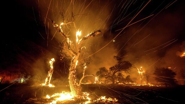 Горящее во время лесного пожара дерево недалеко от Хемета, Калифорния. - Sputnik Азербайджан
