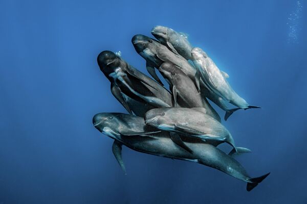 Снимок испанского фотографа Rafael Fernandez Caballero, победивший в категории Ocean Wildlife Photographer of the Year  конкурса Ocean Photographer of the Year 2022.  - Sputnik Азербайджан