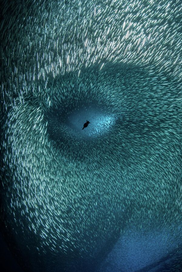 Снимок  фотографа Brook Peterson из США, занявший третье место в конкурсе Ocean Photographer of the Year 2022.  - Sputnik Азербайджан