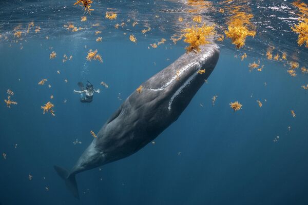 Снимок  британского фотографа Steve Woods из Канады, победивший в категории Human Connection Award: People &amp; Planet Ocean конкурса Ocean Photographer of the Year 2022.  - Sputnik Азербайджан