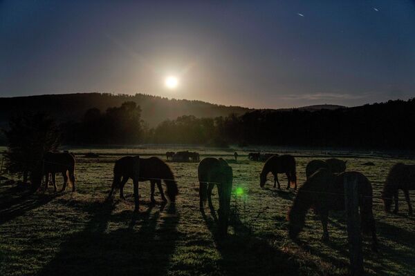 Лошади пасутся на лугу, слегка освещенном полной луной, в Верхейме, Германия. - Sputnik Азербайджан