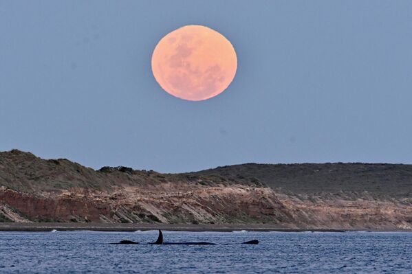 Argentinanın Puerto-Madrin şəhərində ayın doğuşu fonunda balina. - Sputnik Azərbaycan