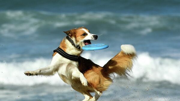 Собака с летающей тарелкой на пляже La Grande Plage в Биаррице, Франция - Sputnik Азербайджан