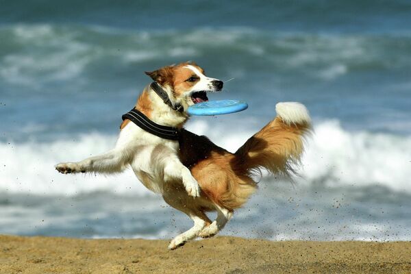 Собака с летающей тарелкой на пляже La Grande Plage в Биаррице, Франция. - Sputnik Азербайджан