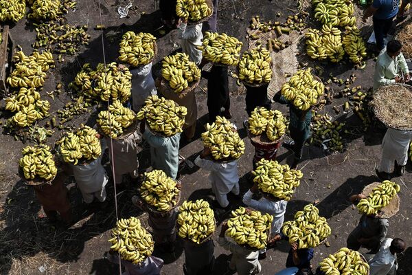 Рабочие несут ящики, наполненные бананами, в Лахоре. - Sputnik Азербайджан