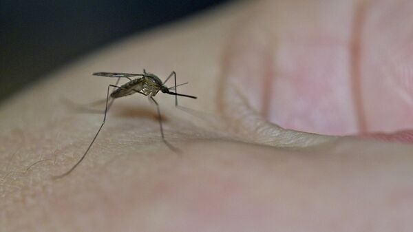 Комар, фото из архива - Sputnik Азербайджан