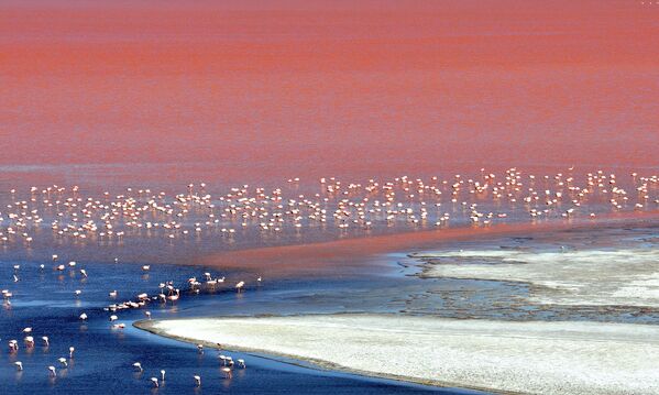 Стая фламинго в Лагуне Колорада, расположенной на территории Андского национального заповедника в Боливии. - Sputnik Азербайджан
