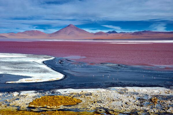 Минеральное озеро Лагуна-Колорадо в Боливии, цвет которого обусловлен осадочными породами, а также пигментацией водорослей. - Sputnik Азербайджан