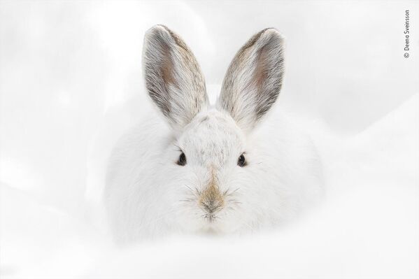 Снимок Snowshoe hare stare американского фотографа Deena Sveinsson, попавший в шортлист конкурса Wildlife Photographer of the Year People&#x27;s Choice Award 2022.  - Sputnik Азербайджан