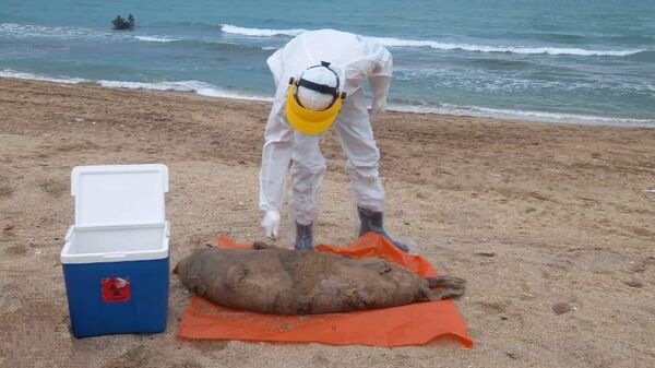 Тело мертвого каспийского тюленя на берегу Каспийского моря
 - Sputnik Азербайджан