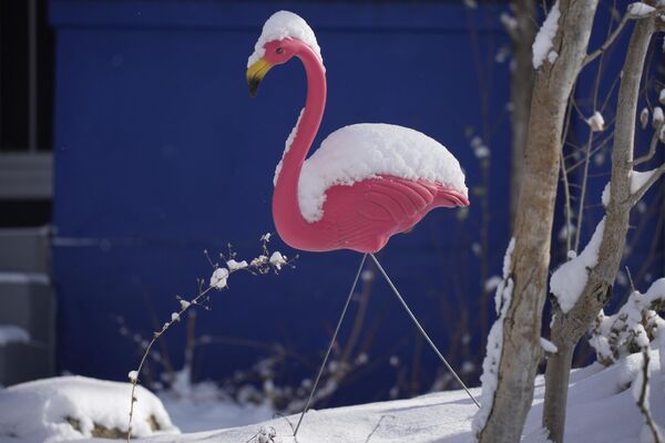 Пластиковый фламинго, покрытый снегом после шторма, в Денвере. - Sputnik Азербайджан