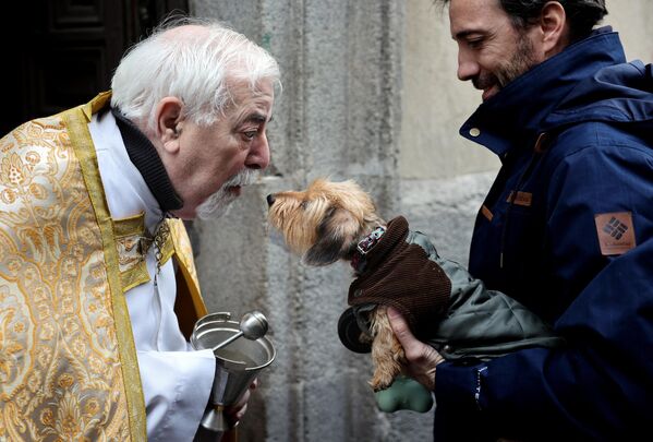 Священник благословляет собаку в День святого Антония, покровителя животных, в Мадриде. - Sputnik Азербайджан