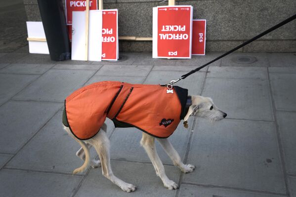 Собака по кличке Элвис неохотно присоединяется к линии пикета возле Министерства бизнеса, энергетики и промышленной стратегии в Лондоне. - Sputnik Азербайджан