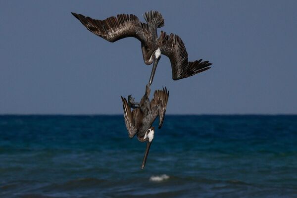 Pelikanlar balıq üçün suya baş vururlar, Kintana-Roo, Meksika. - Sputnik Azərbaycan