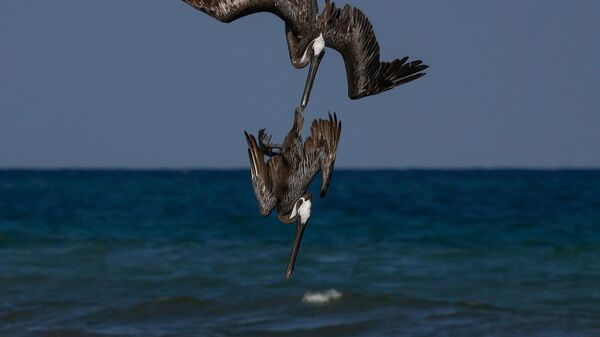 Пеликаны ныряют за рыбой, штат Кинтана-Роо, Мексика - Sputnik Азербайджан