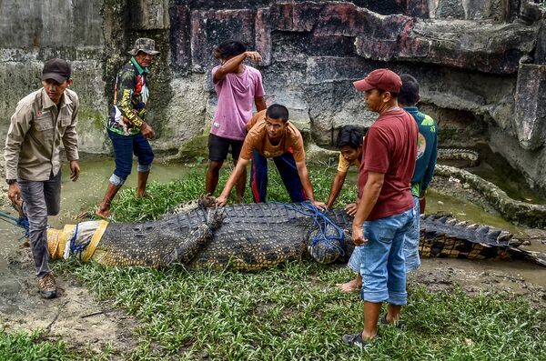 5-метровый крокодил перемещен в зоопарк в после того, как его поймали жители деревни, которые сочли его угрозой для безопасности людей, Западная Суматра. - Sputnik Азербайджан