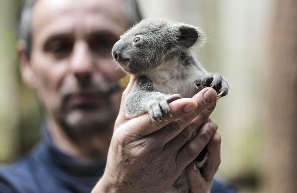 Смотритель собирается взвесить детеныша коалы в зоопарке в Дуйсбурге, Германия. - Sputnik Азербайджан
