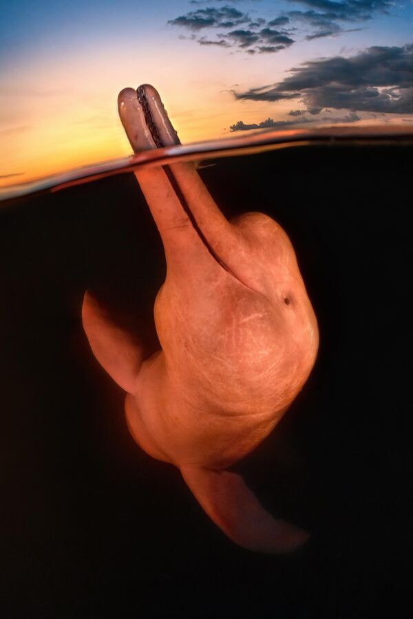 Снимок Boto encantado американского фотографа Kat Zhou, победивший в конкурсе The Underwater Photographe of the 2023. - Sputnik Азербайджан