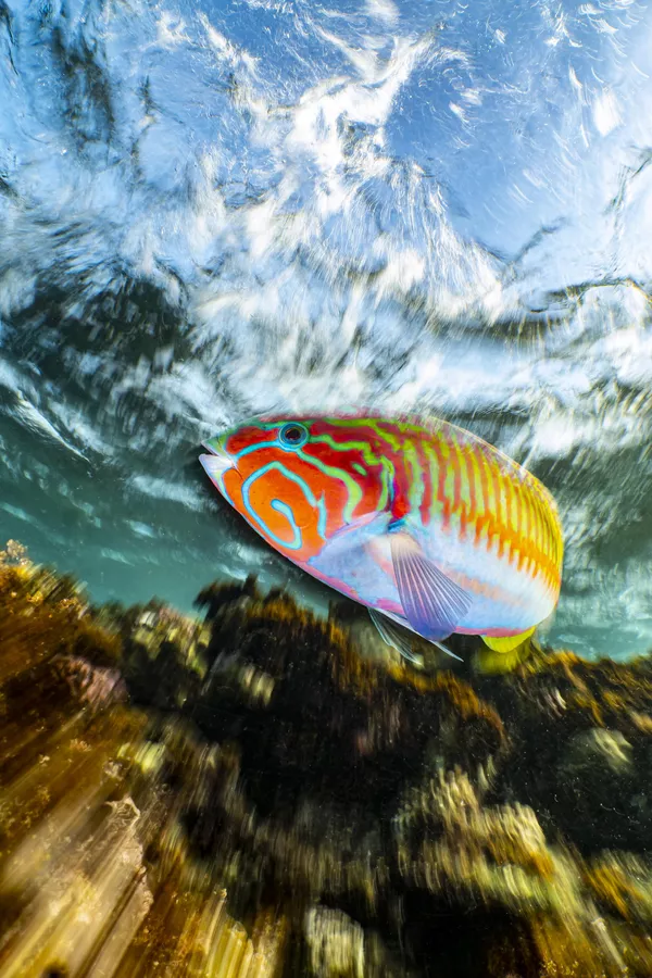 Снимок Klunzinger&#x27;s wrasse in motion немецкого фотографа Enrico Somogyi, победивший в категории Compact конкурса The Underwater Photographer of the Year 2023. - Sputnik Азербайджан