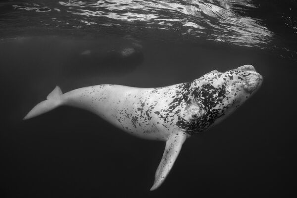 Снимок El Blanco - The White One австралийского фотографа Don Silcock, победивший в категории Black &amp; White конкурса The Underwater Photographer of the Year 2023. - Sputnik Азербайджан