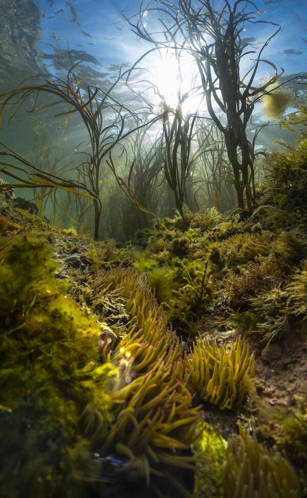 Снимок An island&#x27;s wild seas британского фотографа Theo Vickers, победившего в номинации Most Promising British Underwater Photographer of the Year 2023. - Sputnik Азербайджан