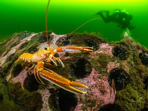 Снимок Pipe reef британского фотографа Dan Bolt, победивший в категории British Waters Living Together конкурса The Underwater Photographer of the Year 2023.   - Sputnik Азербайджан