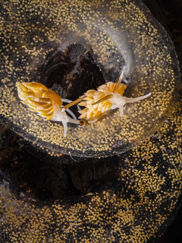 Снимок Egg eaters британского фотографа  Kirsty Andrews, победивший в категории British Waters Macro конкурса The Underwater Photographer of the Year 2023.   - Sputnik Азербайджан