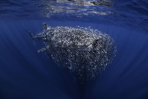 Снимок The swarm британского фотографа Ollie Clarke, победивший в категории British конкурса The Underwater Photographer of the Year 2023.   - Sputnik Азербайджан