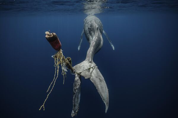 Снимок Hopeless испанского фотографа Alvaro Herrero (Mekan), победивший в категории ‘Save Our Seas Foundation’ Marine Conservation конкурса The Underwater Photographer of the Year 2023. - Sputnik Азербайджан