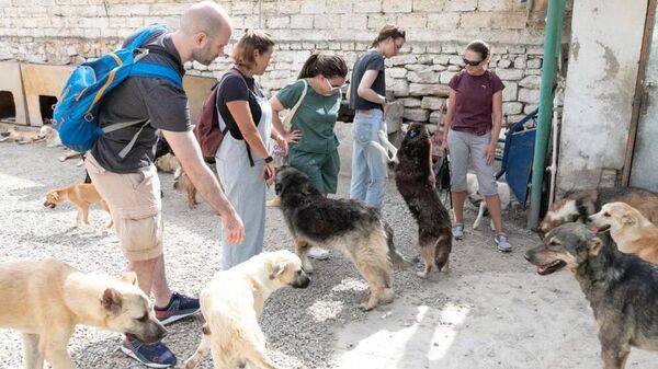 Российские ветеринары проведут тренинги для азербайджанских специалистов - Sputnik Азербайджан