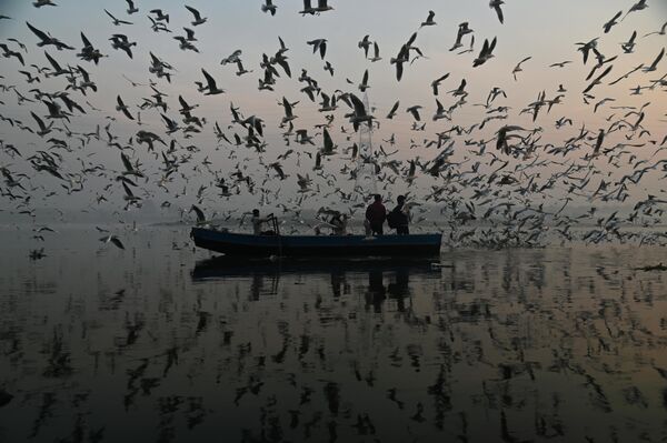 Чайки на реке Джамна. Индия. Моя Планета, одиночные фотографии - Sputnik Азербайджан
