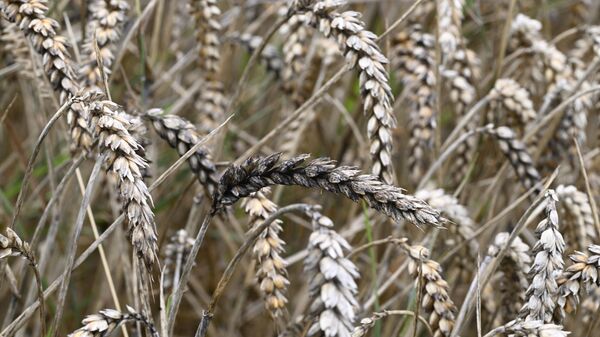 Урожай пшеницы, фото из архива - Sputnik Азербайджан