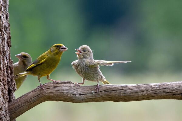 Снимок Dispute польского фотографа Jacek Stankiewicz, ставший финалистом в конкурсе 2023 The Comedy Wildlife Photography Awards. - Sputnik Азербайджан