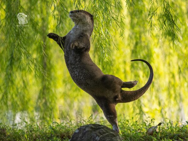Снимок Otter Ballerinas сингапурского фотографа Otter Kwek, ставший финалистом в конкурсе 2023 The Comedy Wildlife Photography Awards. - Sputnik Азербайджан