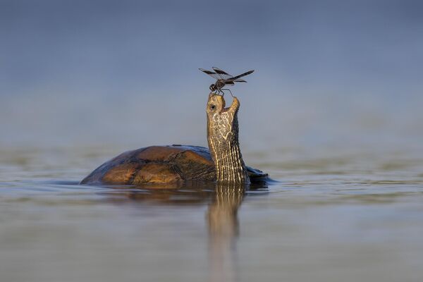 Снимок The happy turtle израильского фотографа Tzahi Finkelstein, ставший финалистом в конкурсе 2023 The Comedy Wildlife Photography Awards. - Sputnik Азербайджан