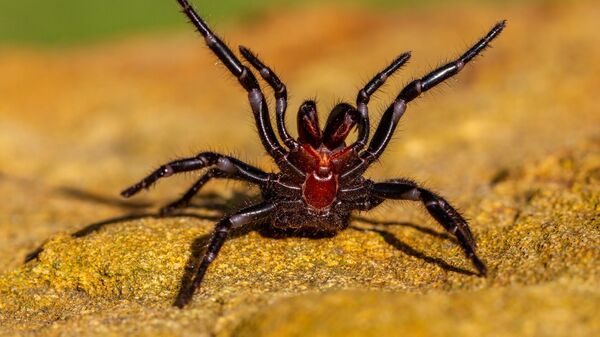 Cиднейский лейкопаутинный паук - Sputnik Азербайджан