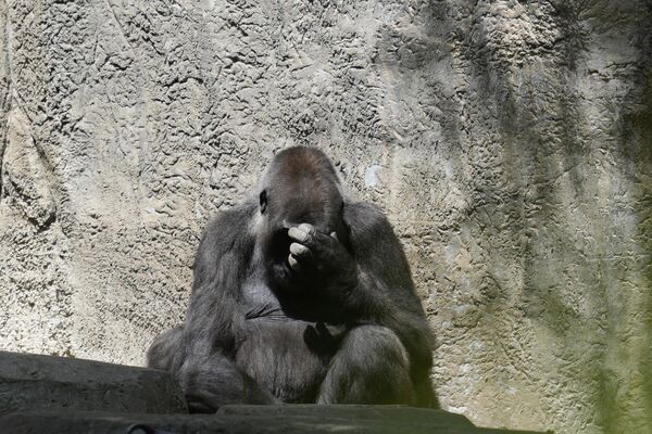 Tam Günəş tutulmasından sonra Fort-Uert zooparkının zooparkındakı qorilla, ABŞ, Texas ştatı. - Sputnik Azərbaycan