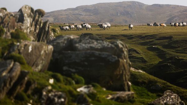 Овцы пасутся вдоль береговой линии на острове Ачилл на западе Ирландии - Sputnik Азербайджан
