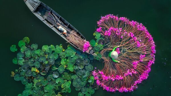 Цветы лилии. Мьянма (Бирма). Вид сверху, одиночные - Sputnik Азербайджан
