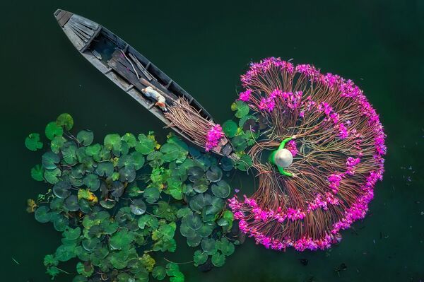 Цветы лилии. Мьянма (Бирма). Вид сверху, одиночные - Sputnik Азербайджан