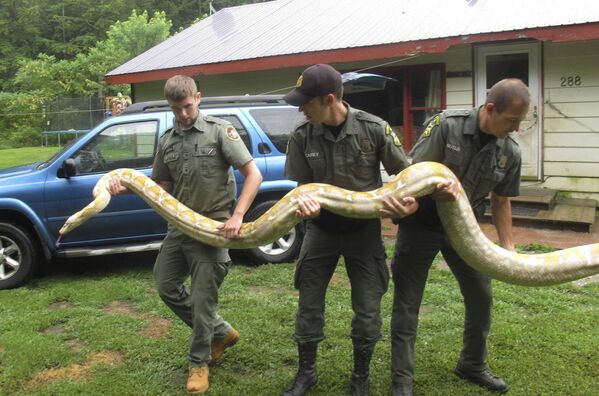 Vermont mühafizə işçiləri ABŞ-ın Massaçusets ştatında torlu pitonu &quot;Rainforest Reptile Shows&quot; aparmaq üçün sahibindən götürürlər. - Sputnik Azərbaycan