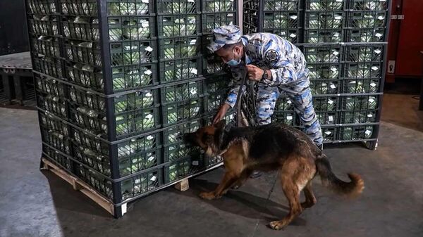 Таможенники в Астаре обнаружили крупную партию наркотиков в грузе с салатом - Sputnik Азербайджан